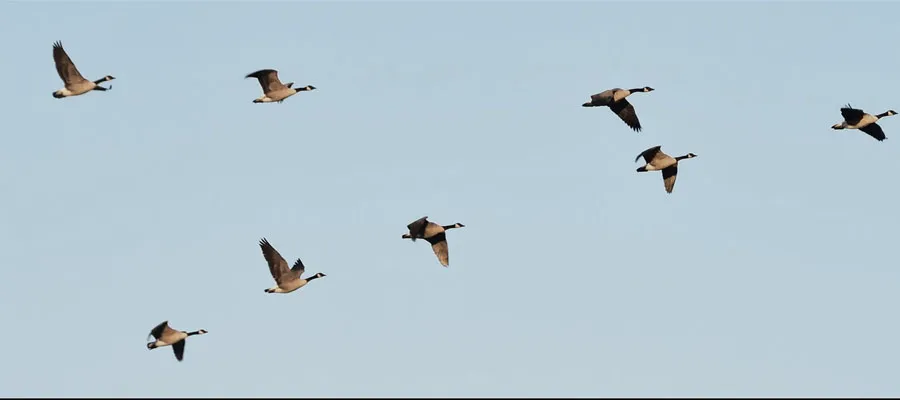 Photo of birds flying as they migrate