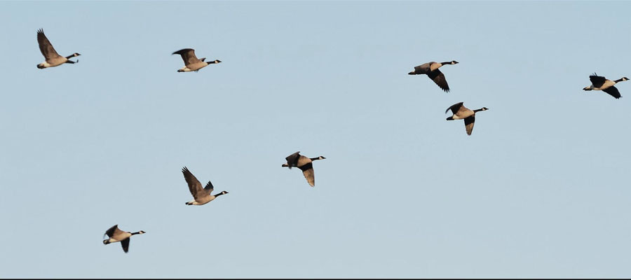 Photo of birds flying as they migrate